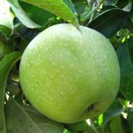 Саженец Яблоня Ренет Симеренко